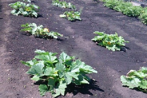 growing zucchini