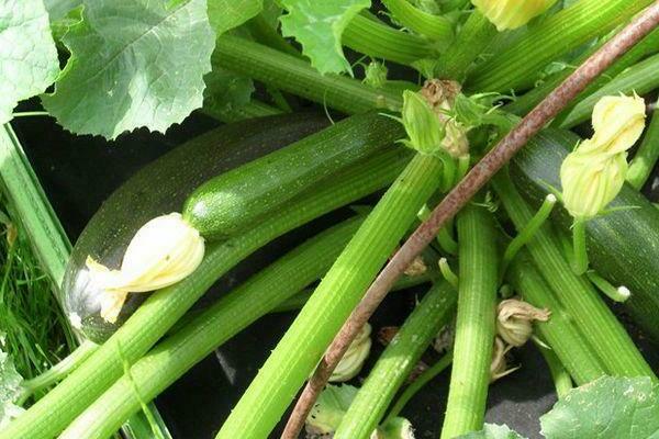 growing zucchini