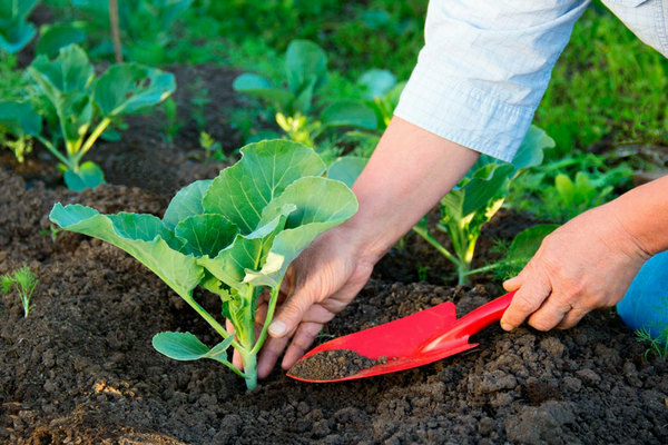 growing cabbage