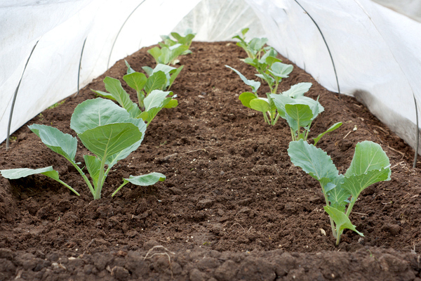 growing cabbage