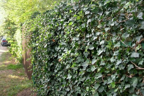 ivy growing