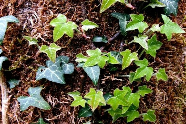 ivy growing