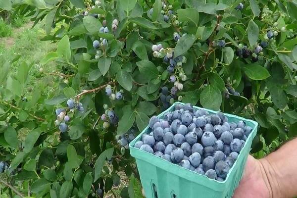 wachsende Blaubeeren