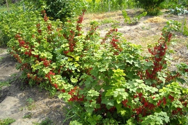 growing currants