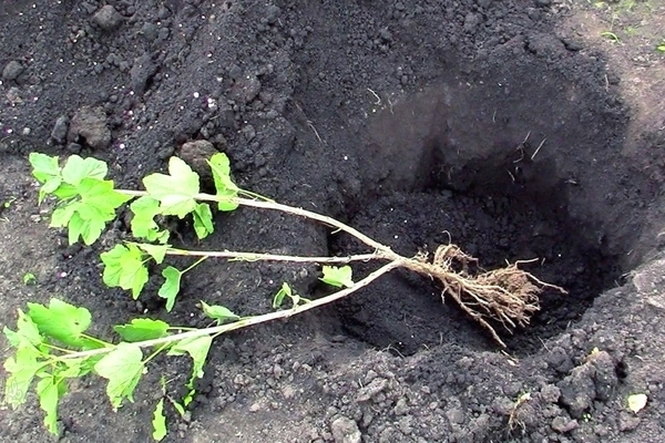 growing currants