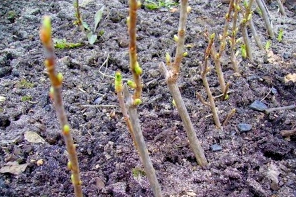 currant care and cultivation