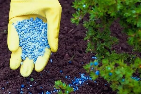 Landtechnik für den Anbau von Johannisbeeren