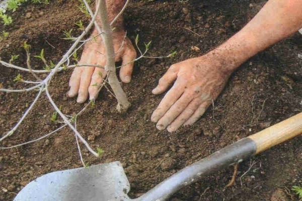 Kirschpflege und Anbauschnitt