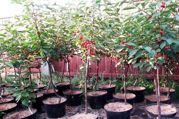 cherry care and cultivation