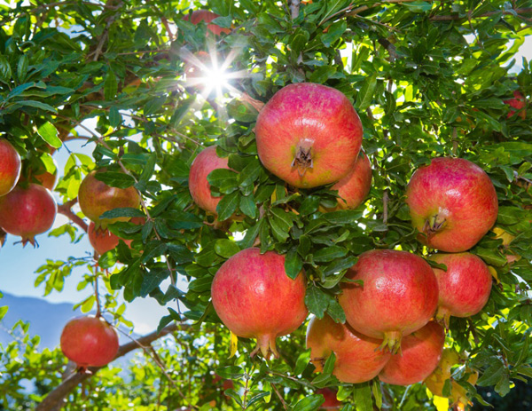 grow pomegranate