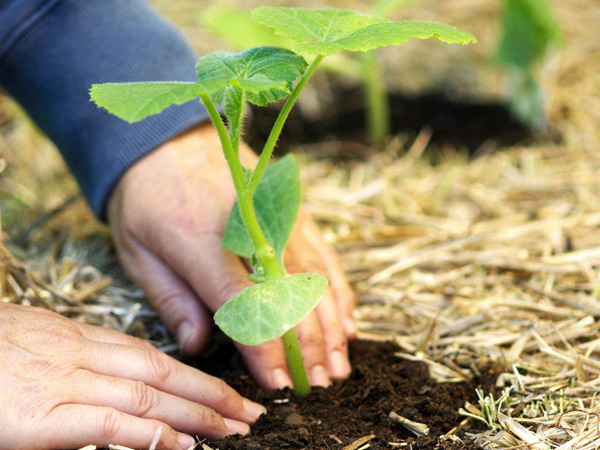 transplanting