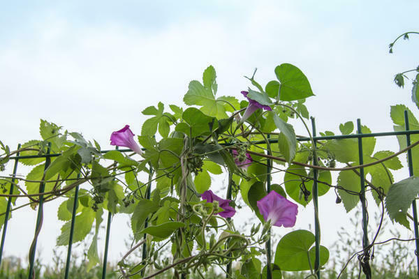 liseron du jardin