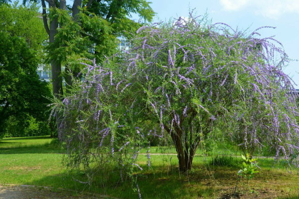 Buddleya-Klasse dhr6