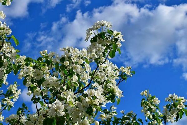 Apple tree