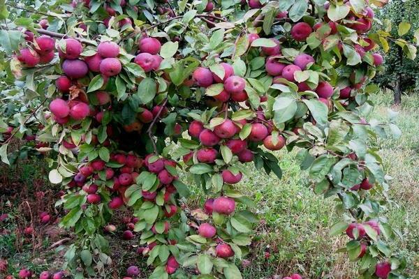 Apple tree