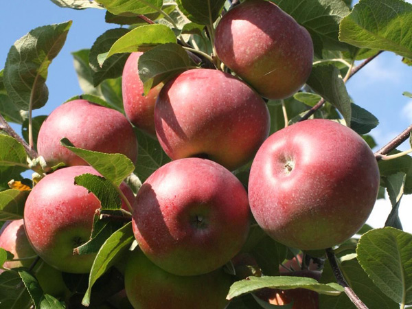 lobo apple tree