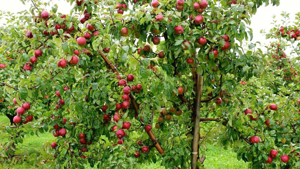 lobo apple tree