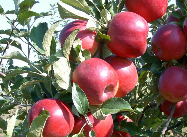 lobo apple tree