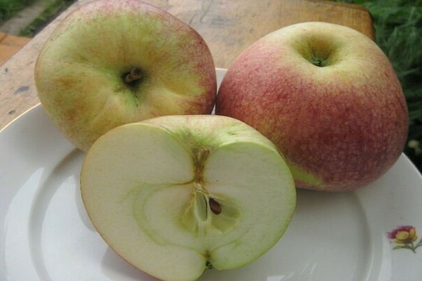 Apfelbaum Candy: Vor- und Nachteile