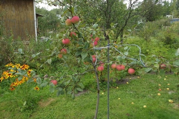 Apfelbaum-Bonbon: Foto, Anbauregeln, Pflege