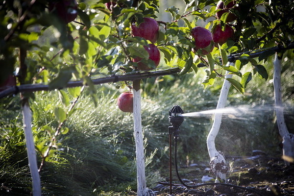 Apfelbaum-Süßigkeit: Beschreibung des Fotos der Bewässerung