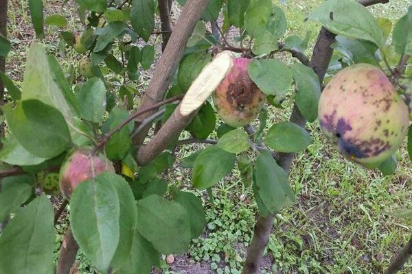 What diseases can be affected by the candy apple variety