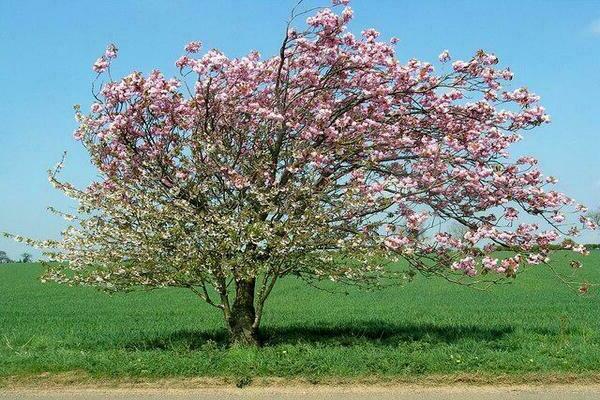 Mantet apple tree: isang paglalarawan ng pagtatanim at pangangalaga