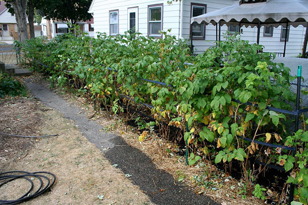 Berry trees: secrets of planting and care, types and photos, how and ...