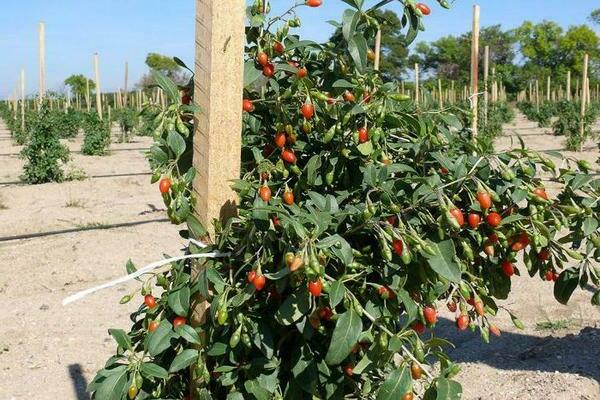 Goji berries growing