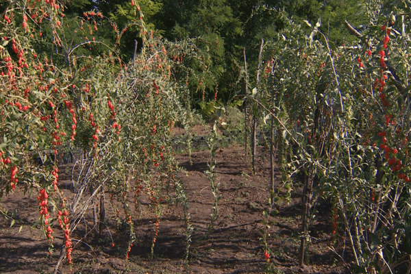 Goji berry paglilinang at pangangalaga