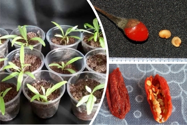 Goji berries growing from seeds