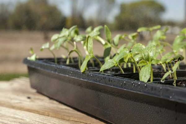 Transplanting seedlings