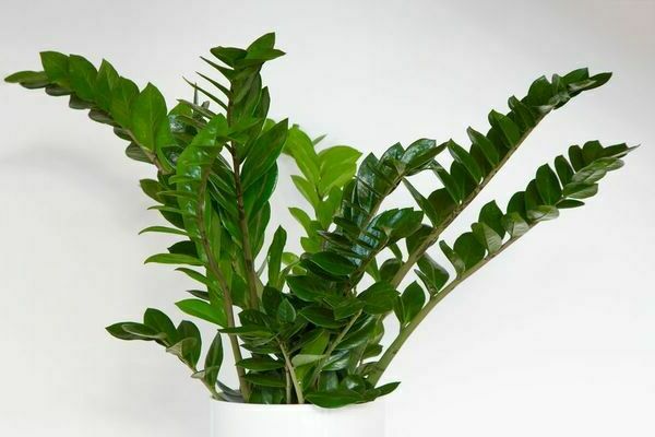 Soins Zamioculcas