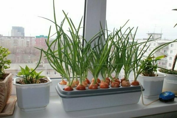 green onions on the windowsill