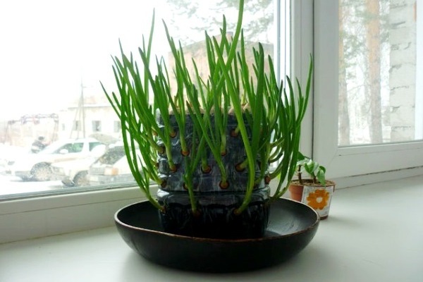 green onions on the windowsill