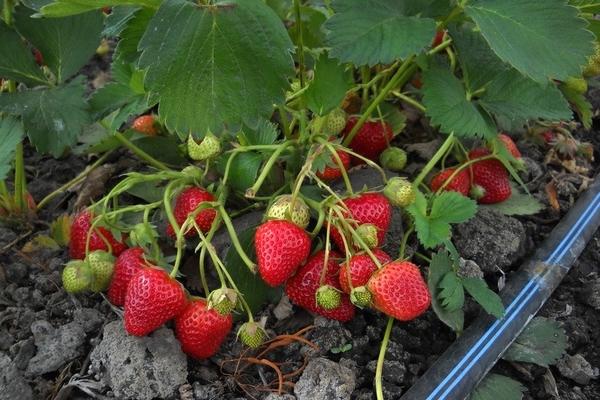 strawberry variety elizabeth litrato