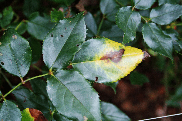 the leaves of the rose turn yellow