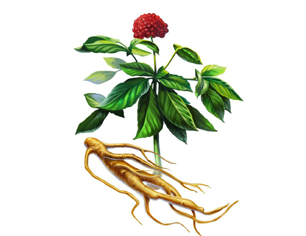 ginseng