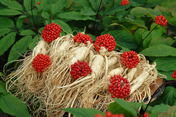 ginseng