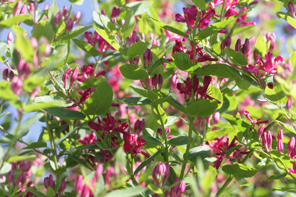 honeysuckle