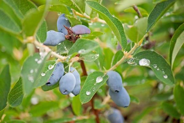 honeysuckle