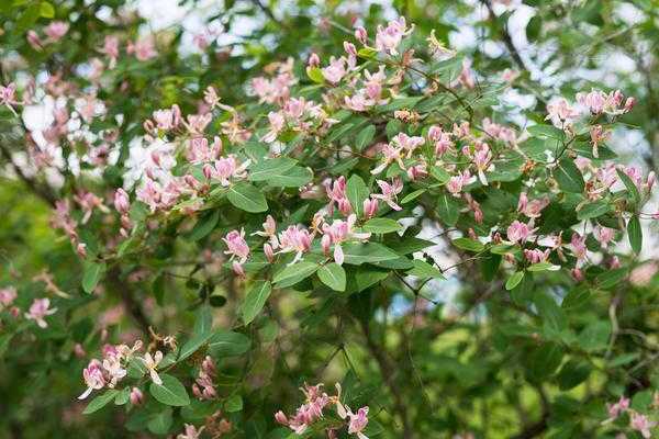 honeysuckle