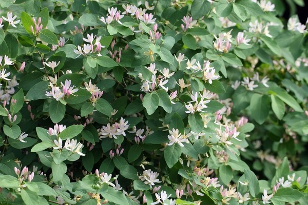 Pruning honeysuckle