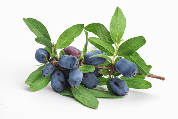 Honeysuckle berries