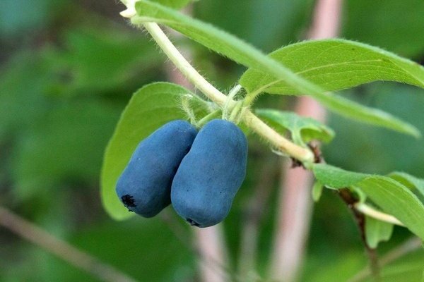 Pflege der Geißblattbeeren