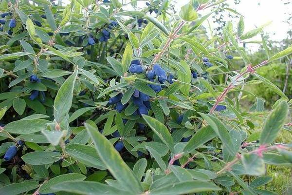 Mga varieties ng Honeysuckle