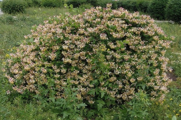 Honeysuckle