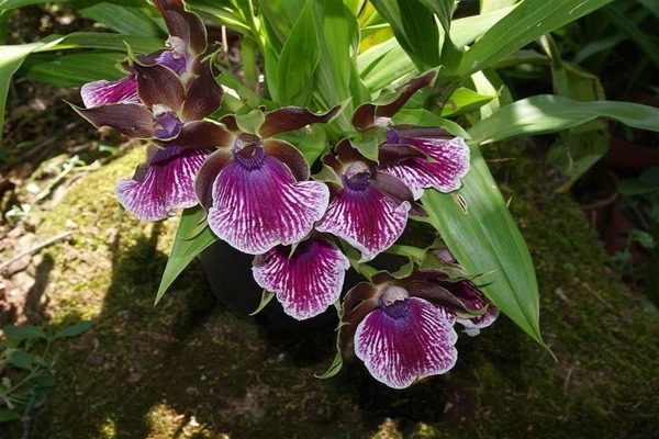 Zygopetalum