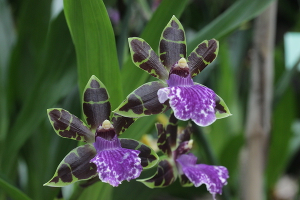 Zygopetalum care