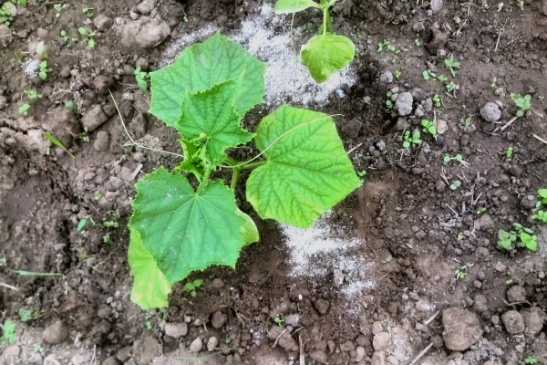 como alimentar os pepinos